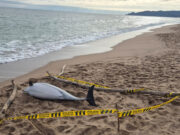 Apareix un dofí mort a la platja de la Gola de l’Estartit