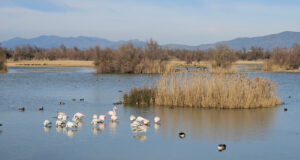 Els Aiguamolls de l’Empordà trenca amb la tendència a la baixa dels darrers anys i recupera població hivernal d’ocells
