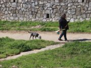 Veïns del barri de Vista Alegre de Girona denuncien l’enverinament de quatre gossos