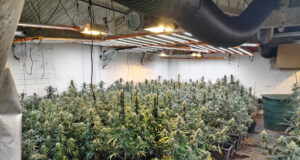 Desmantellen un cultiu amb 533 plantes de marihuana en una granja abandonada de Navata