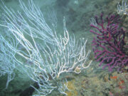 L’exposició prolongada a microplàstics altera el metabolisme de les gorgònies mediterrànies, segons un estudi