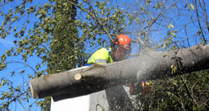 Les brigades treballen per recuperar “la normalitat” a Girona després que la ventada tombés una setantena d’arbres
