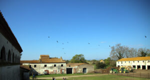 Alliberen una vintena d’ibis ermitans als Aiguamolls de l’Empordà amb l’objectiu de recuperar l’espècie a Catalunya