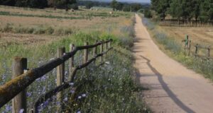 Les vies verdes gironines inicien un projecte per protegir els pol·linitzadors