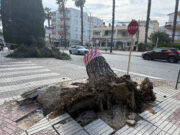 La ventada deixa un balanç de 48 arbres arrancats a Platja d’Aro